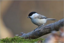 <p>SÝKORA BABKA ( Parus palustris) /Marsh tit - Sumpfmeise/</p>